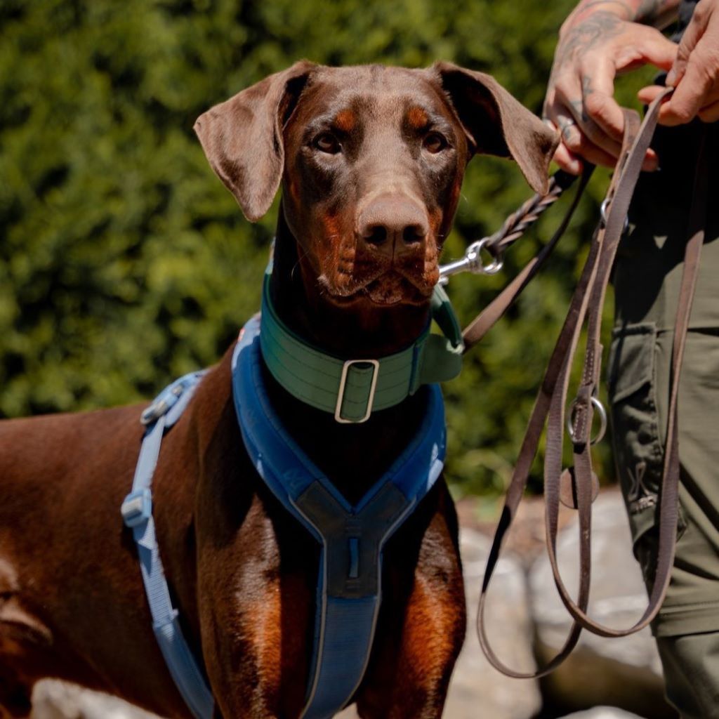 Dobermann Burberry, 03/2024, ca. 65 cm, 88605 Messkirch