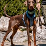 Dobermann Burberry, 03/2024, ca. 65 cm, 88605 Messkirch