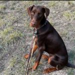 Dobermann Burberry, 03/2024, ca. 65 cm, 88605 Messkirch