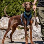 Dobermann Burberry, 03/2024, ca. 65 cm, 88605 Messkirch