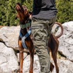Dobermann Burberry, 03/2024, ca. 65 cm, 88605 Messkirch