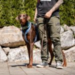 Dobermann Burberry, 03/2024, ca. 65 cm, 88605 Messkirch