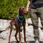 Dobermann Burberry, 03/2024, ca. 65 cm, 88605 Messkirch