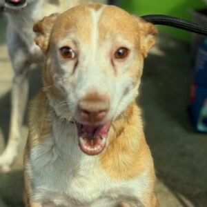 Podenco Cameron, 03/2019, ca. 45 cm