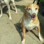 Podenco Cameron, 03/2019, ca. 45 cm