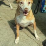 Podenco Cameron, 03/2019, ca. 45 cm