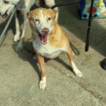 Podenco Cameron, 03/2019, ca. 45 cm