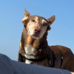 Podenco Candela, 12/2015, ca. 45 cm,25371 Seestermühe