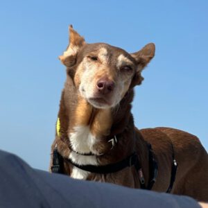 Podenco Candela, 12/2015, ca. 45 cm,25371 Seestermühe