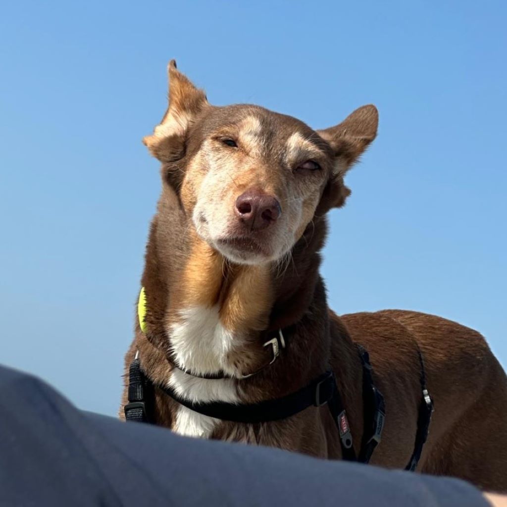 Podenco Candela, 12/2015, ca. 45 cm,25371 Seestermühe