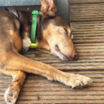 Podenco Candela, 12/2015, ca. 45 cm,25371 Seestermühe