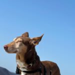 Podenco Candela, 12/2015, ca. 45 cm,25371 Seestermühe