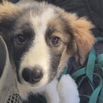 Mischling Canea, 05/2024, Endgröße ca. 55 cm, 50968 Köln