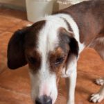 Beagle Mischling Canelo, 01/2020, ca. 40 cm