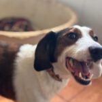 Beagle Mischling Canelo, 01/2020, ca. 40 cm