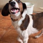 Beagle Mischling Canelo, 01/2020, ca. 40 cm