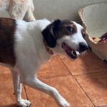 Beagle Mischling Canelo, 01/2020, ca. 40 cm
