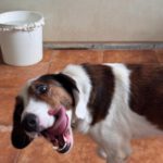 Beagle Mischling Canelo, 01/2020, ca. 40 cm