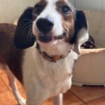 Beagle Mischling Canelo, 01/2020, ca. 40 cm