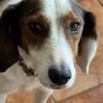 Beagle Mischling Canelo, 01/2020, ca. 40 cm