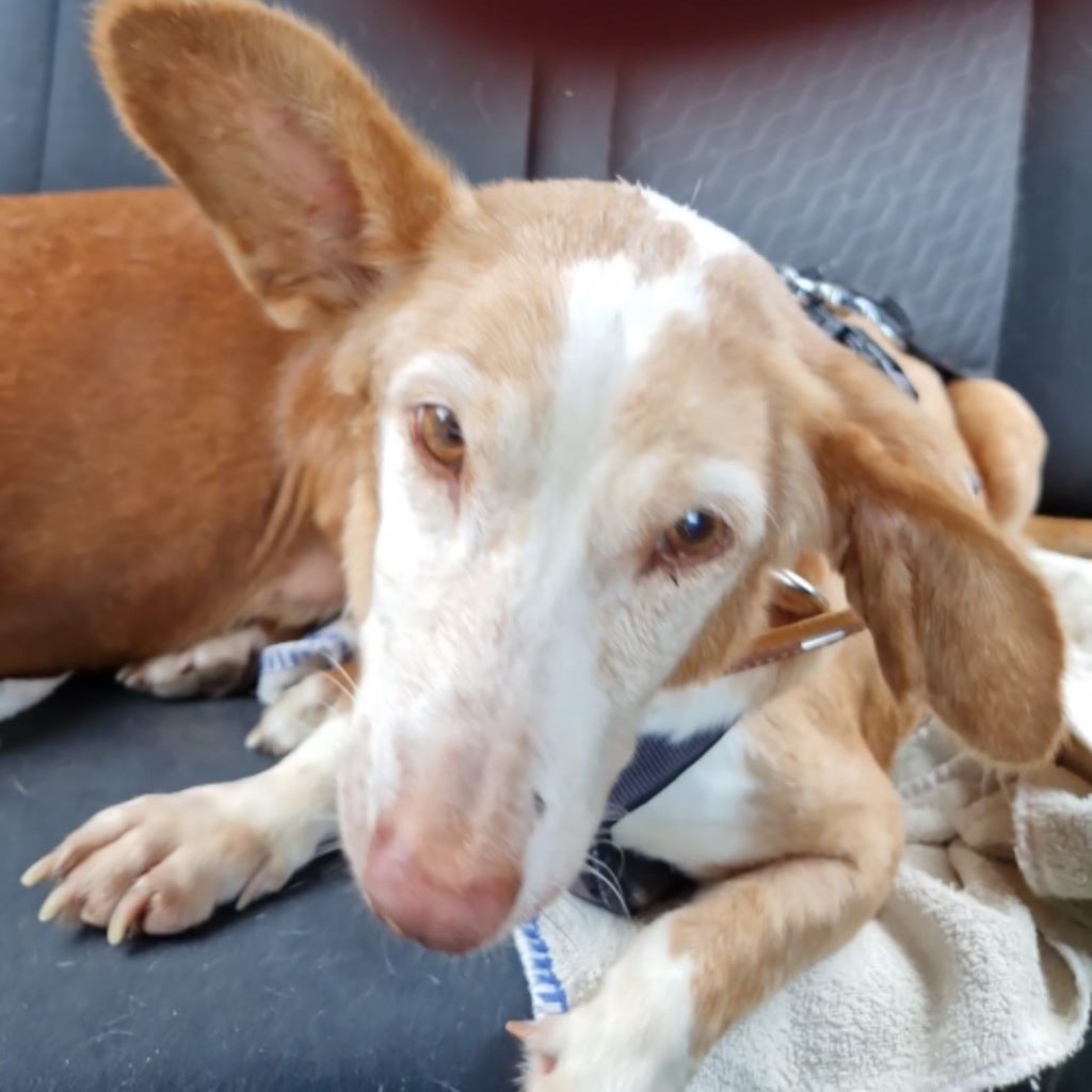 Podenco Maneto Careta, 02/2013, ca. 37 cm,90439 Nürnberg