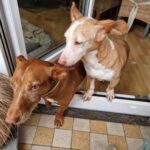 Podenco Maneto Careta, 02/2013, ca. 37 cm,90439 Nürnberg
