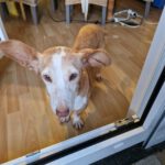 Podenco Maneto Careta, 02/2013, ca. 37 cm,90439 Nürnberg