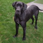 Deutsche Dogge Kora-Chantal 10/2023, ca. 75 cm, 85368 Moosburg