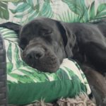 Deutsche Dogge Kora-Chantal 10/2023, ca. 75 cm, 85368 Moosburg