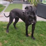 Deutsche Dogge Kora-Chantal 10/2023, ca. 75 cm, 85368 Moosburg