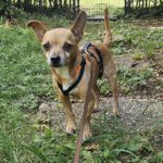 Chihuahua Mischling Cheldar, 07/2019, ca. 25 cm, 73614 Schorndorf