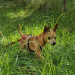 Chihuahua Mischling Cheldar, 07/2019, ca. 25 cm, 73614 Schorndorf