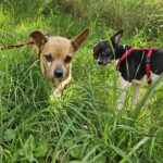 Chihuahua Mischling Cheldar, 07/2019, ca. 25 cm, 73614 Schorndorf