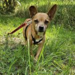 Chihuahua Mischling Cheldar, 07/2019, ca. 25 cm, 73614 Schorndorf