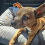 Chihuahua Mischling Cheldar, 07/2019, ca. 25 cm, 73614 Schorndorf
