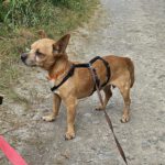 Chihuahua Mischling Cheldar, 07/2019, ca. 25 cm, 73614 Schorndorf