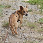 Chihuahua Mischling Cheldar, 07/2019, ca. 25 cm, 73614 Schorndorf