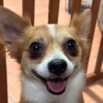 Chihuahua Mischling Coco, 02/2024, ca. 25 cm