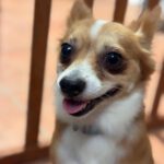 Chihuahua Mischling Coco, 02/2024, ca. 25 cm