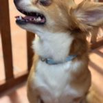 Chihuahua Mischling Coco, 02/2024, ca. 25 cm