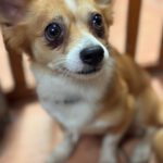Chihuahua Mischling Coco, 02/2024, ca. 25 cm
