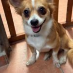 Chihuahua Mischling Coco, 02/2024, ca. 25 cm