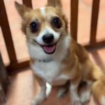 Chihuahua Mischling Coco, 02/2024, ca. 25 cm