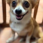 Chihuahua Mischling Coco, 02/2024, ca. 25 cm