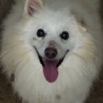 Pomeranian Cooper, 07/2015, ca. 25 cm