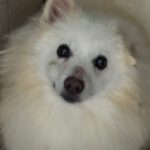 Pomeranian Cooper, 07/2015, ca. 25 cm