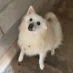 Pomeranian Cooper, 07/2015, ca. 25 cm