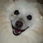 Pomeranian Cooper, 07/2015, ca. 25 cm