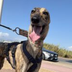 Galgo Cruella, 05/2022, ca. 65 cm