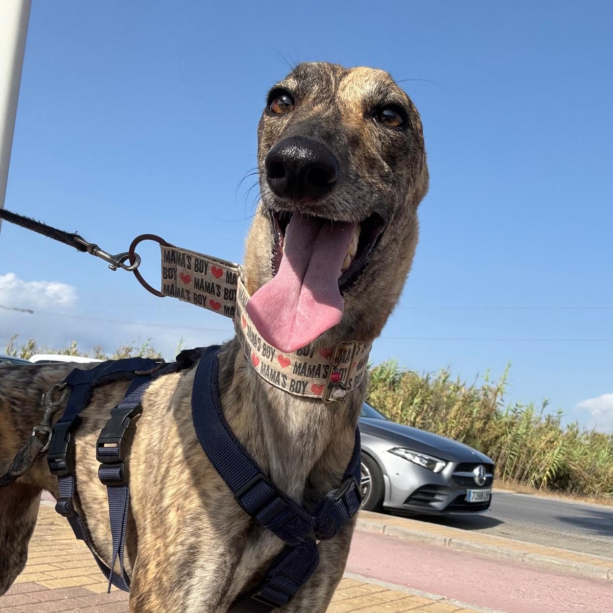 Galgo Cruella, 05/2022, ca. 65 cm